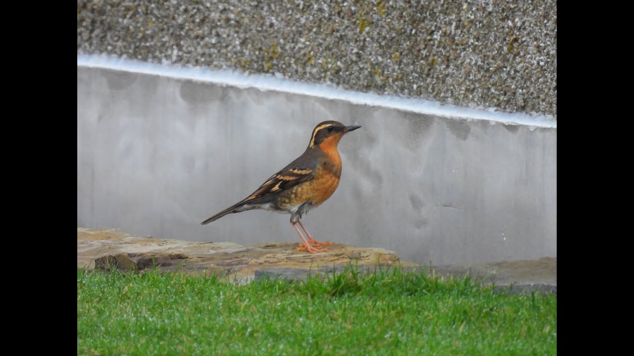 Rare & Scarce Birding 2021