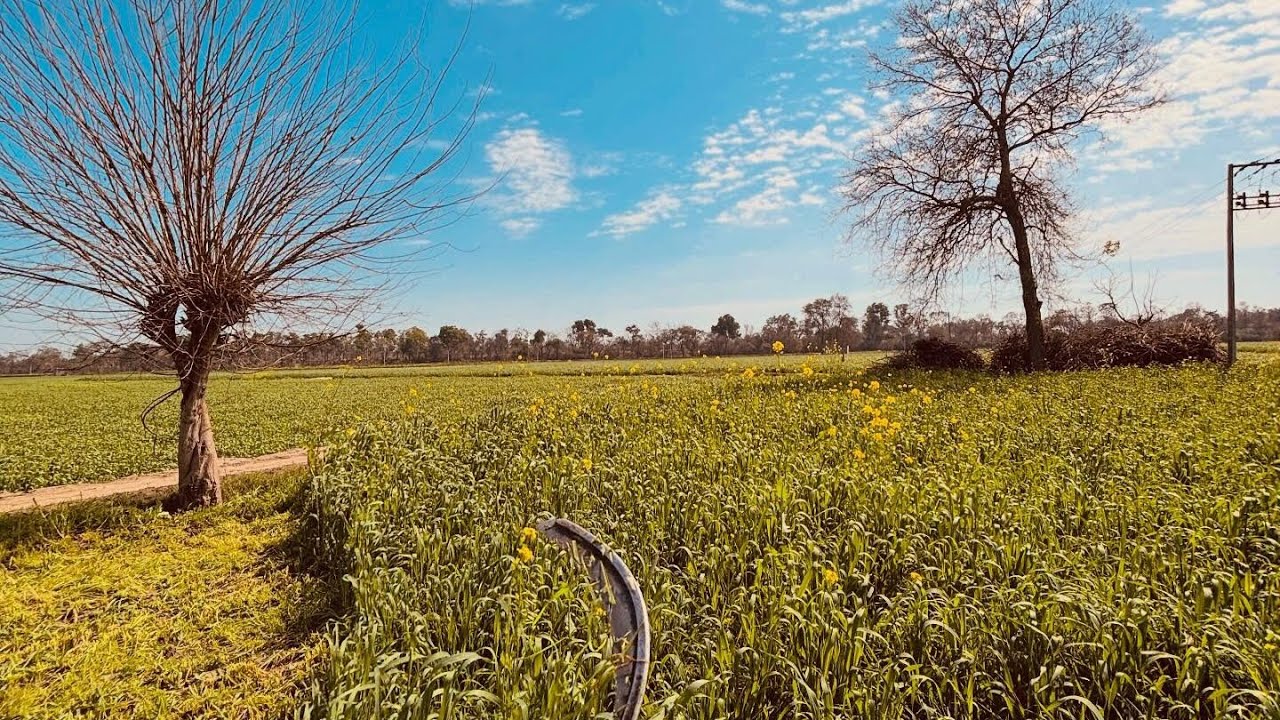 Sadak Te Rodi pe gayi 😃