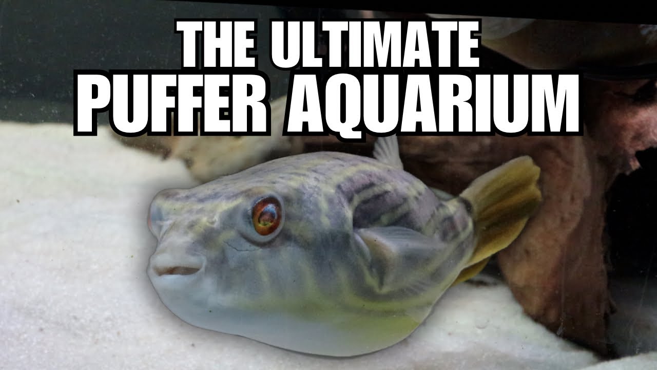 Building the ULTIMATE PUFFER FISH AQUARIUM for my Fahaka Puffer!