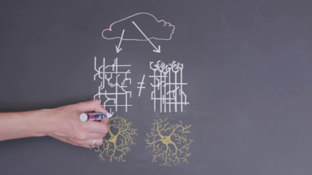 Exploring Astrocyte Diversity in Neural Circuits