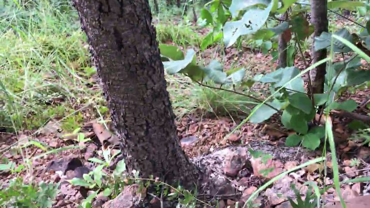 ครั้งหนึ่งขึ้นเขาหาเห็ดธรรมชาติ 