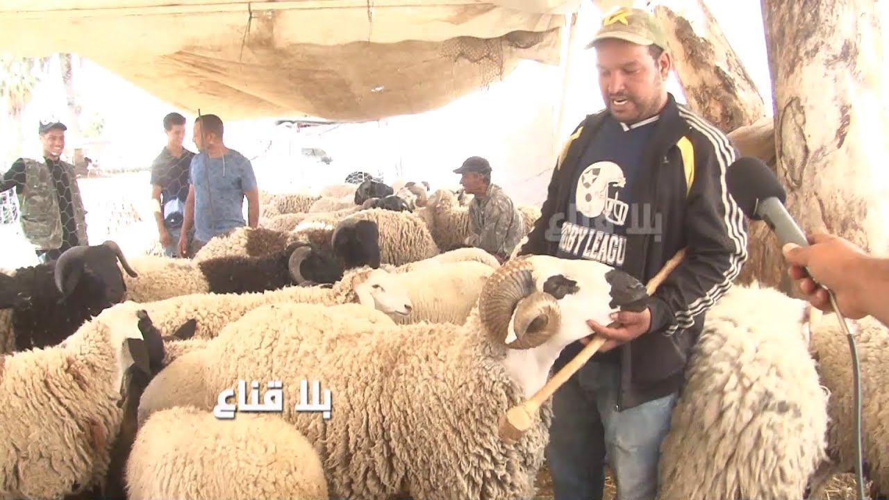 علوش العيد بالملاسين من مائتي دينار للزوز ملاين وأكثر..أسعار متذبذبة والزوالي يشتكي من االاستغلال !!