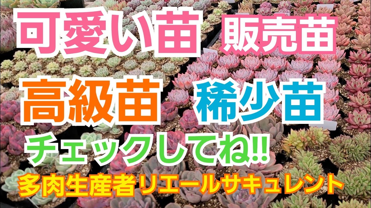 【多肉植物】【ガーデニング】 可愛い苗の紹介です～🎶 高級✨稀少✨紅葉✨チェックしてね～🎶