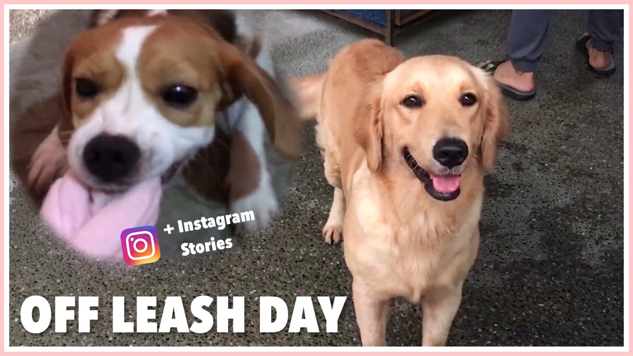 GOLDEN RETRIEVER&rsquo;S OFF LEASH TRAINING (Philippines)