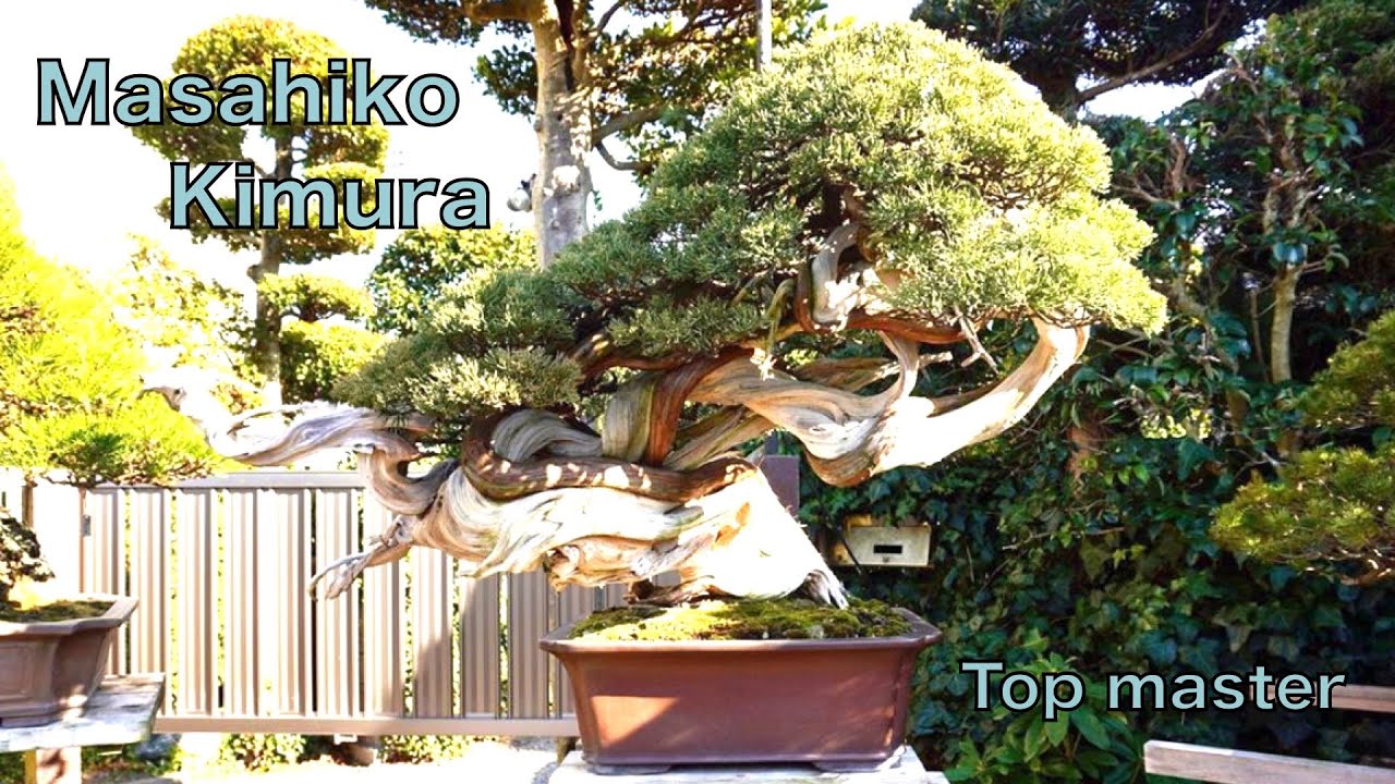 [4K 盆栽] 木村正彦 先生 御庭園見学