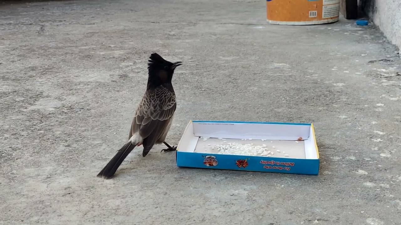 1080p 60 Fps Recording of Bird Feeding 🔥... 