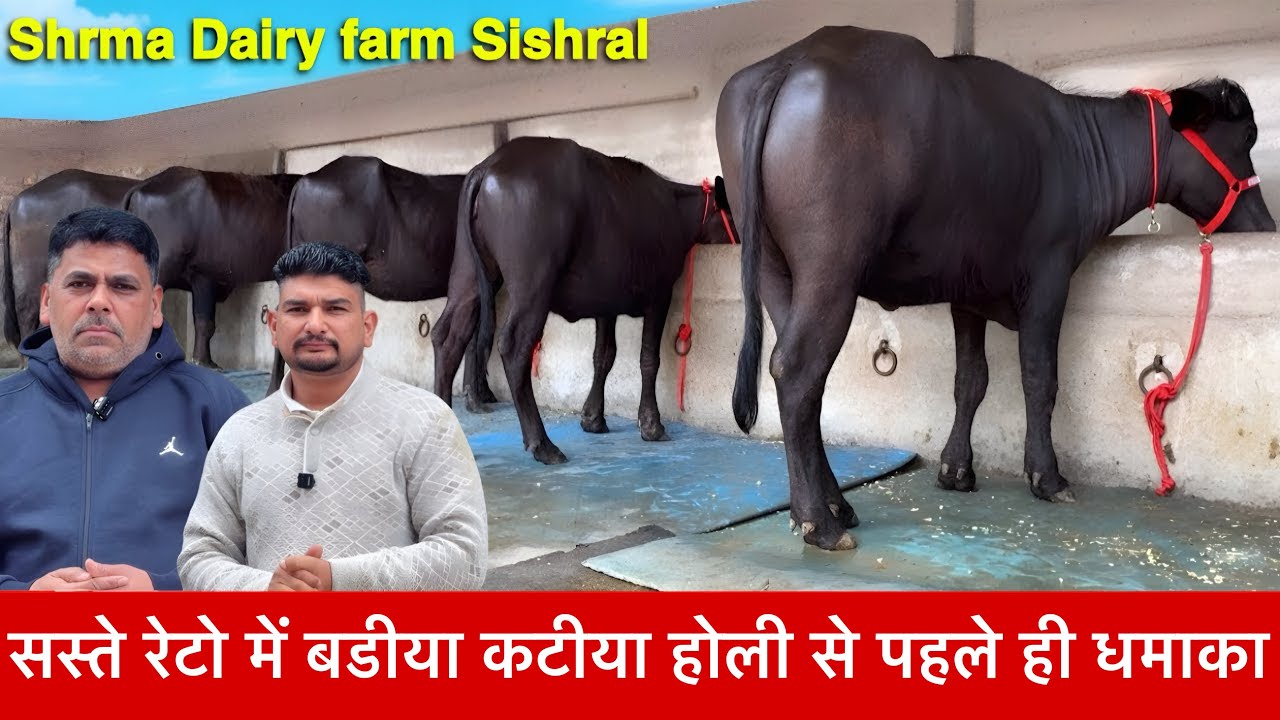 25 हजार से सुरवात 4 कटीया  सेल के लिए उपलब्ध नया धमाका Shrma Dairy farm Sishral ✅