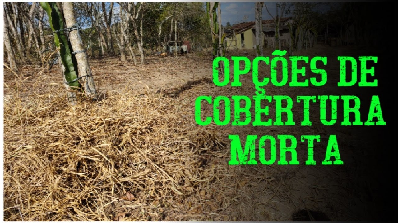 Plantas usadas como cobertura morta | Convivendo com o Semiárido