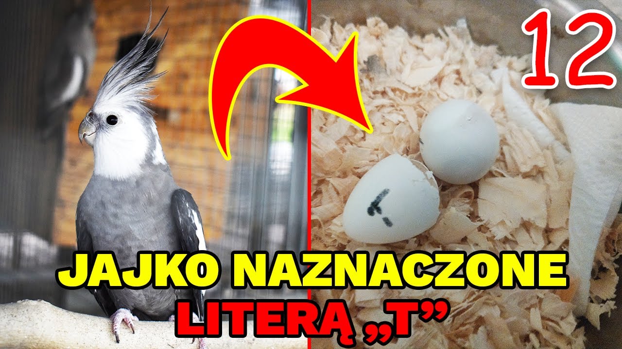 PIERWSZY MŁODY TALONA W TYM ROKU - BĘDZIECIE W SZOKU JAKI WYSZEDŁ!