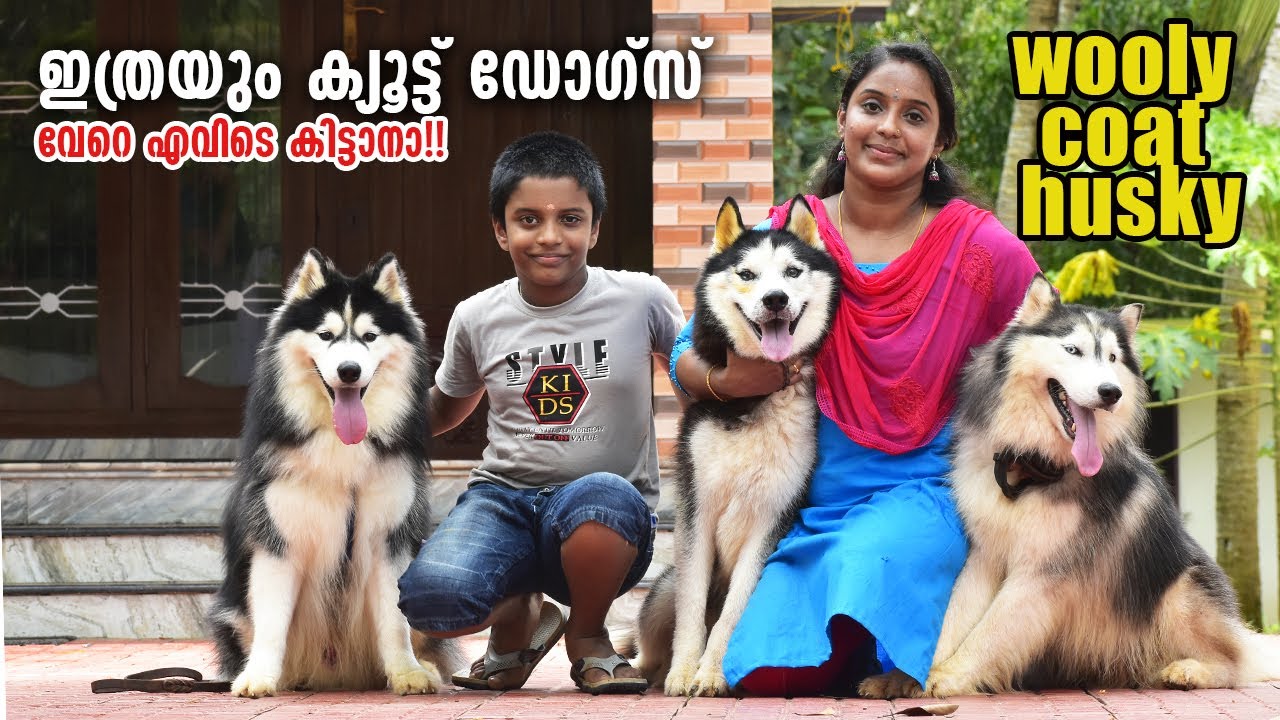 Wooly Coat Husky || Vickies Greeny