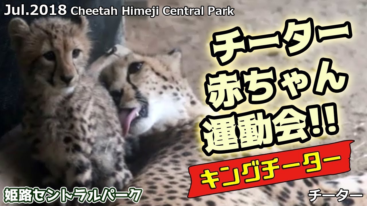 チーター 赤ちゃんの運動会  キングチーター 姫路セントラルパーク Cheetah Himeji Central Park