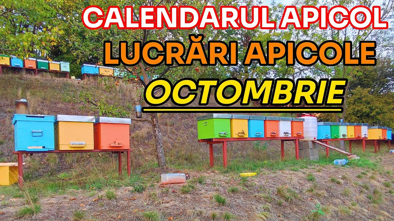 CALENDARUL APICOL - Lucrările apicole din luna OCTOMBRIE 🗓️🐝🍂