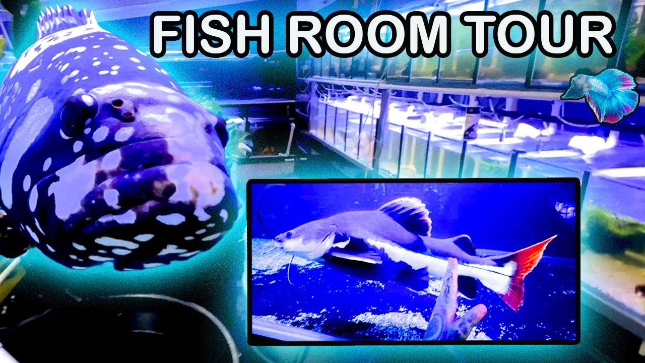 MY 20 YEAR OLD REDTAIL CATFISH - FISH ROOM TOUR