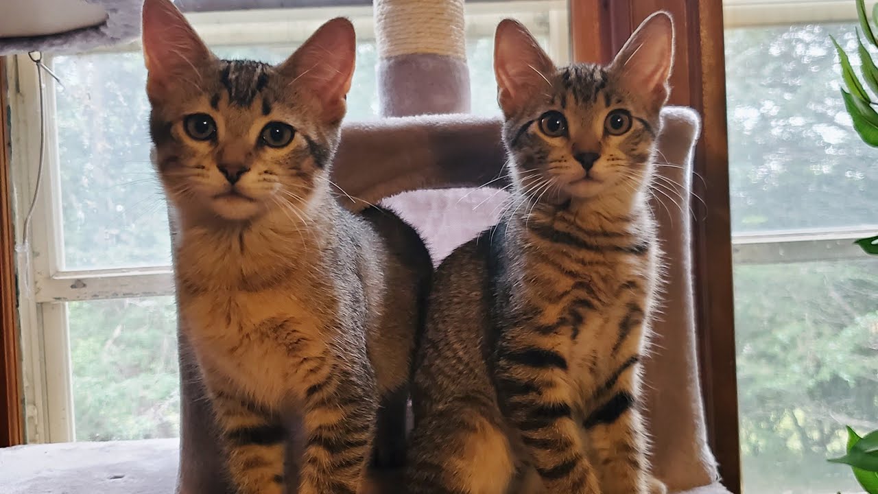 Adopt a kitten from SAVEAFOX for International Cat day 🐱