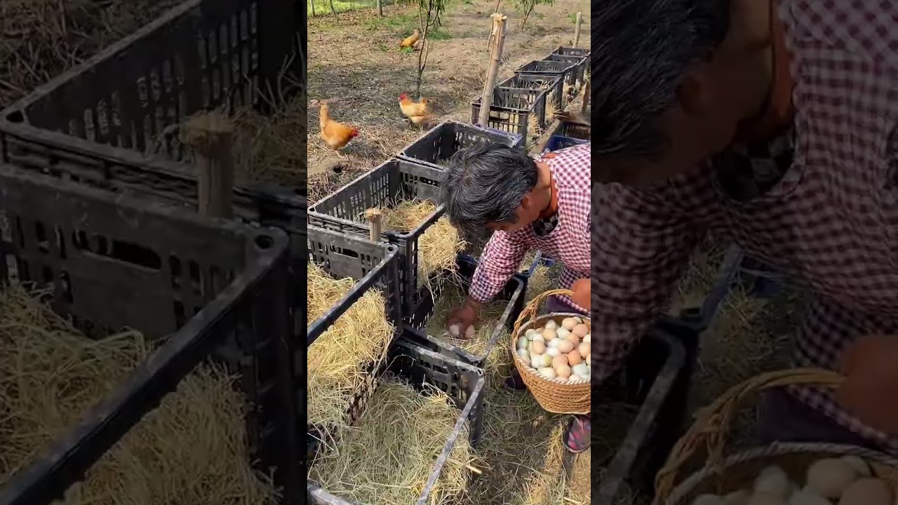 Egg Collection Day! Our Daily Harvest on the Farm #Chickenfarm69 #EggHarvest
