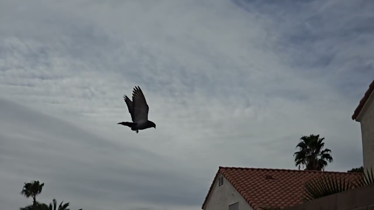 Finches in the pomegranate tree in Slo-Mo