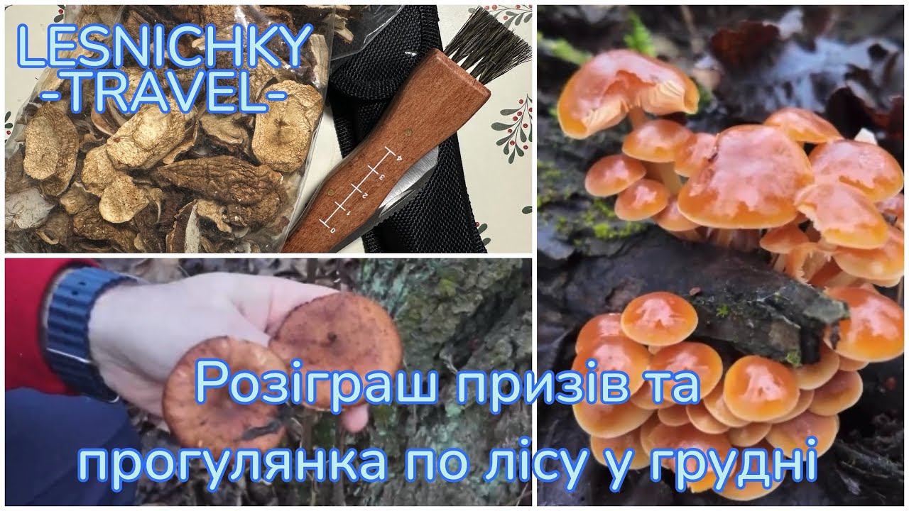 РОЗІГРАШ ПРИЗІВ та прогулянка по лісу у грудні