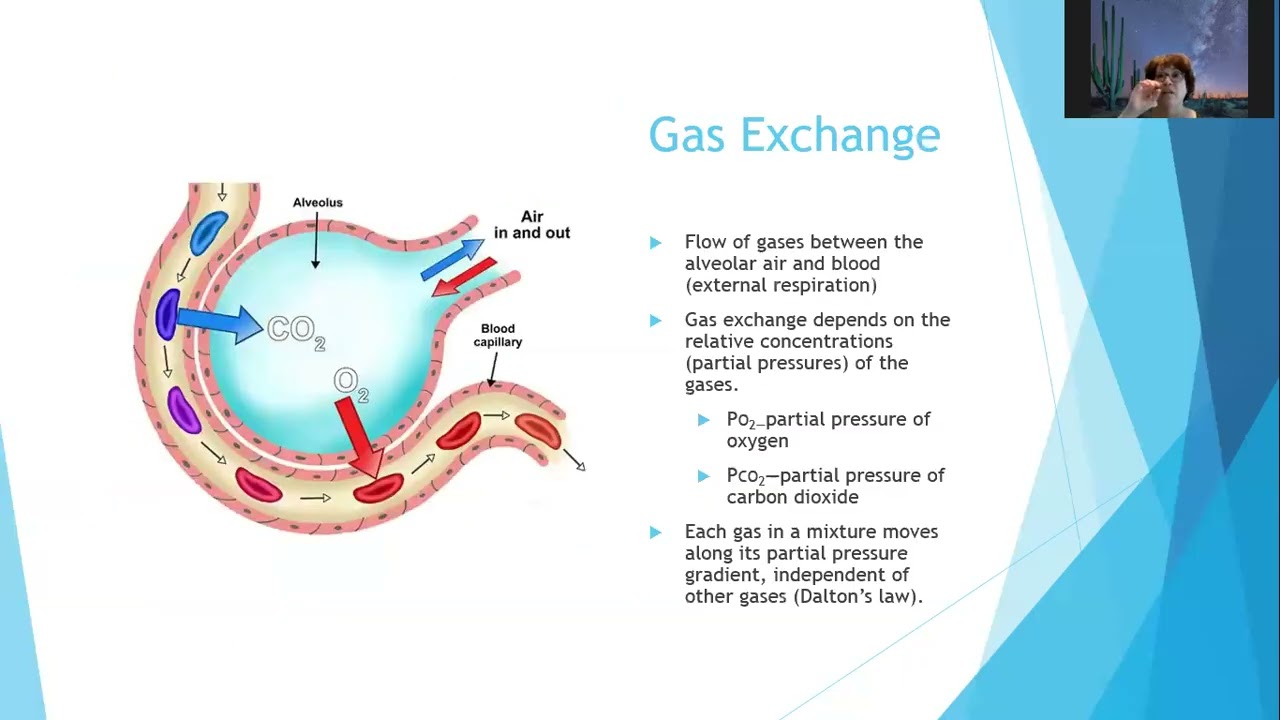 Part 1 Respiratory System A and P Overview