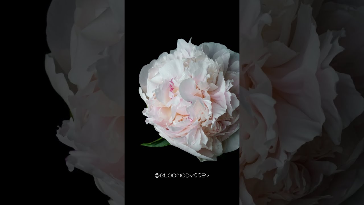 Peony: Symbol of Romance & Prosperity