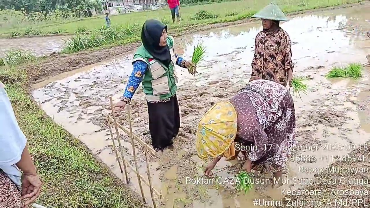 Pendampingan Tanam Padi Teknik Jarwo 2:1