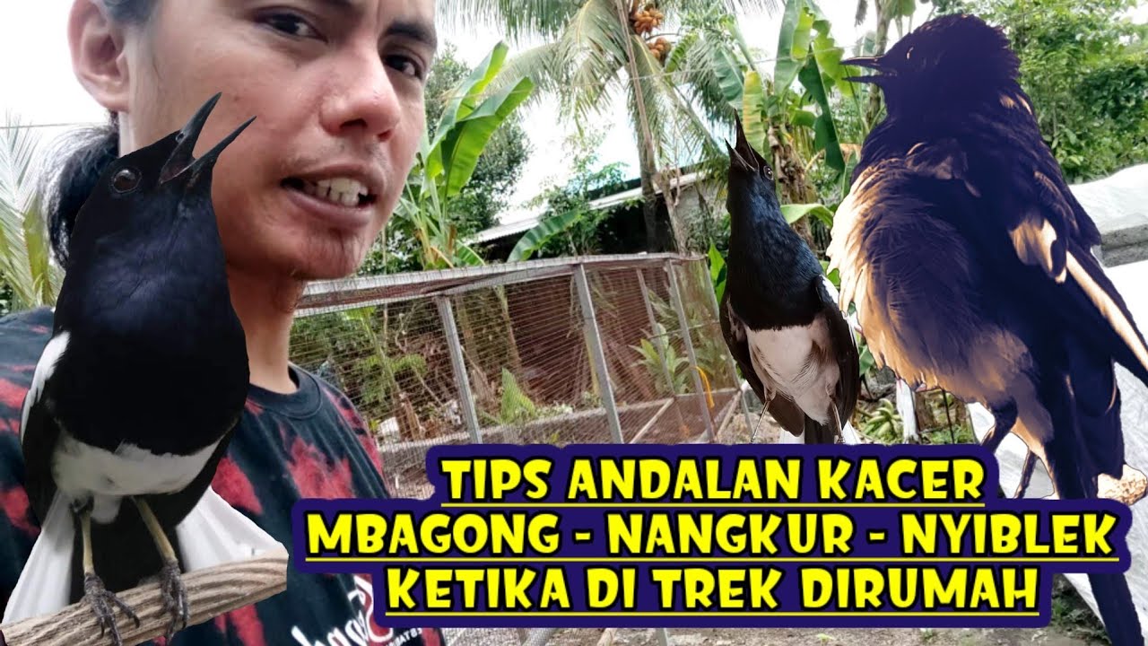 INI DIA TIPS BURUNG KACER MBAGONG NANGKUR DAN NYIBLEK KETIKA DI TREK DIRUMAH