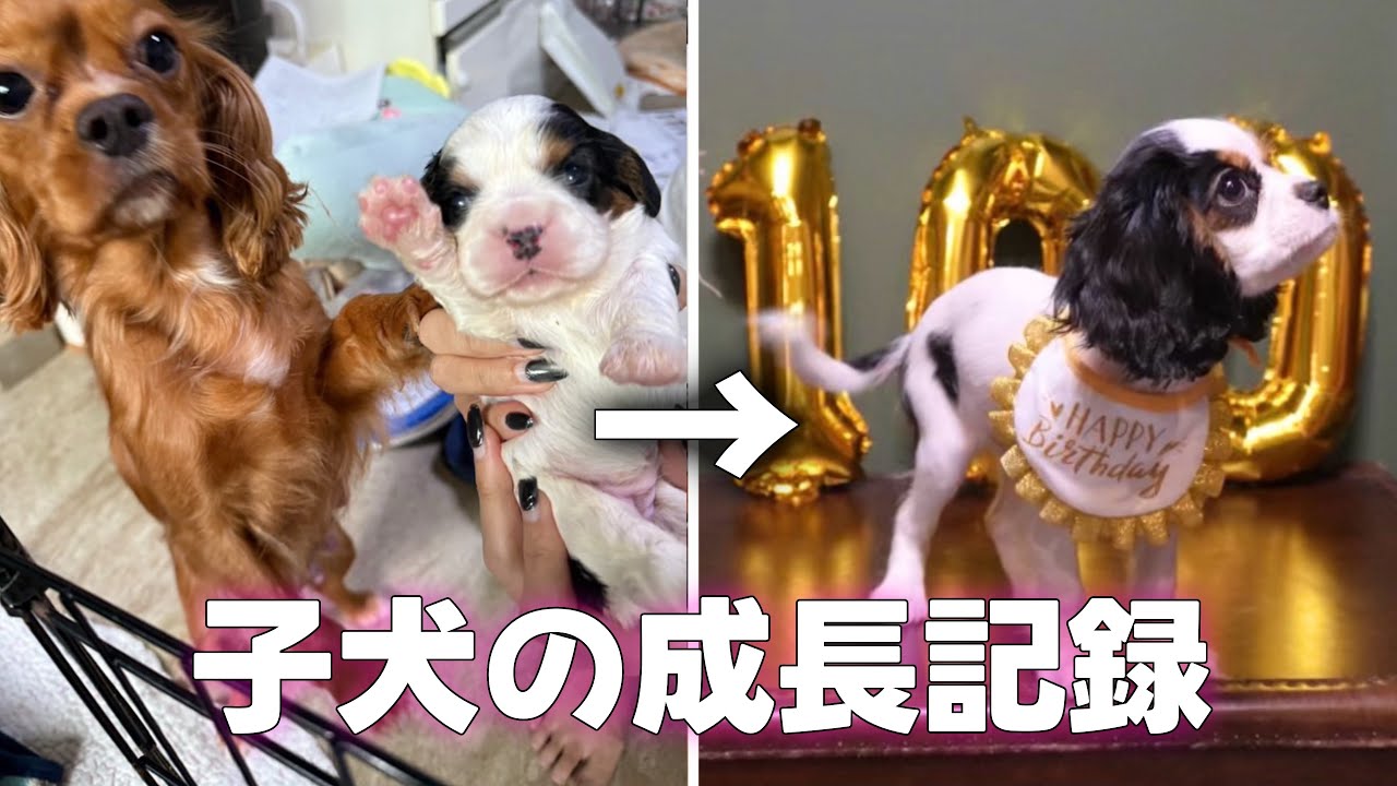 子犬お迎え初日から生後100日までのかわいいところをまとめました【キャバリアキングチャールズスパニエル】