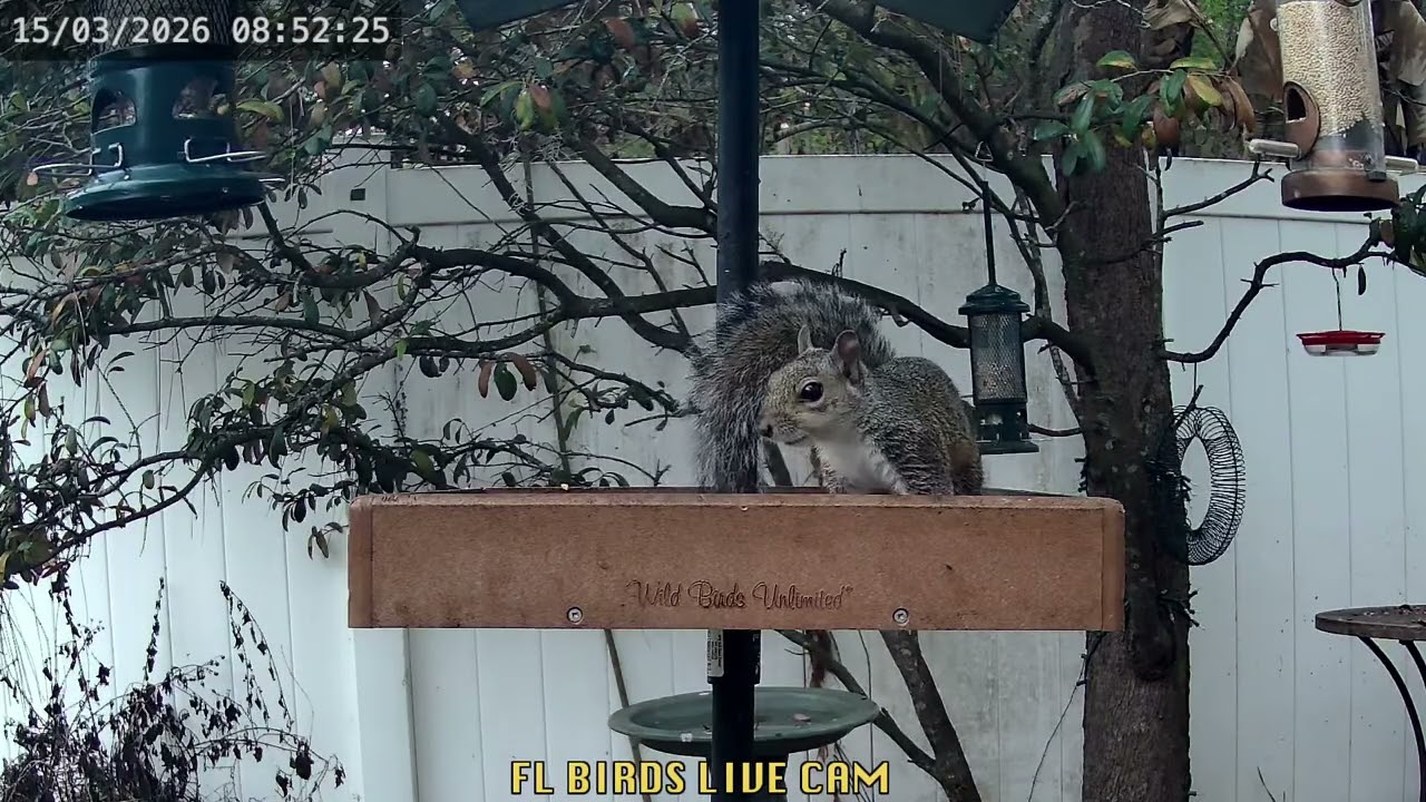 Morning Birds & Squirrels - 3/15