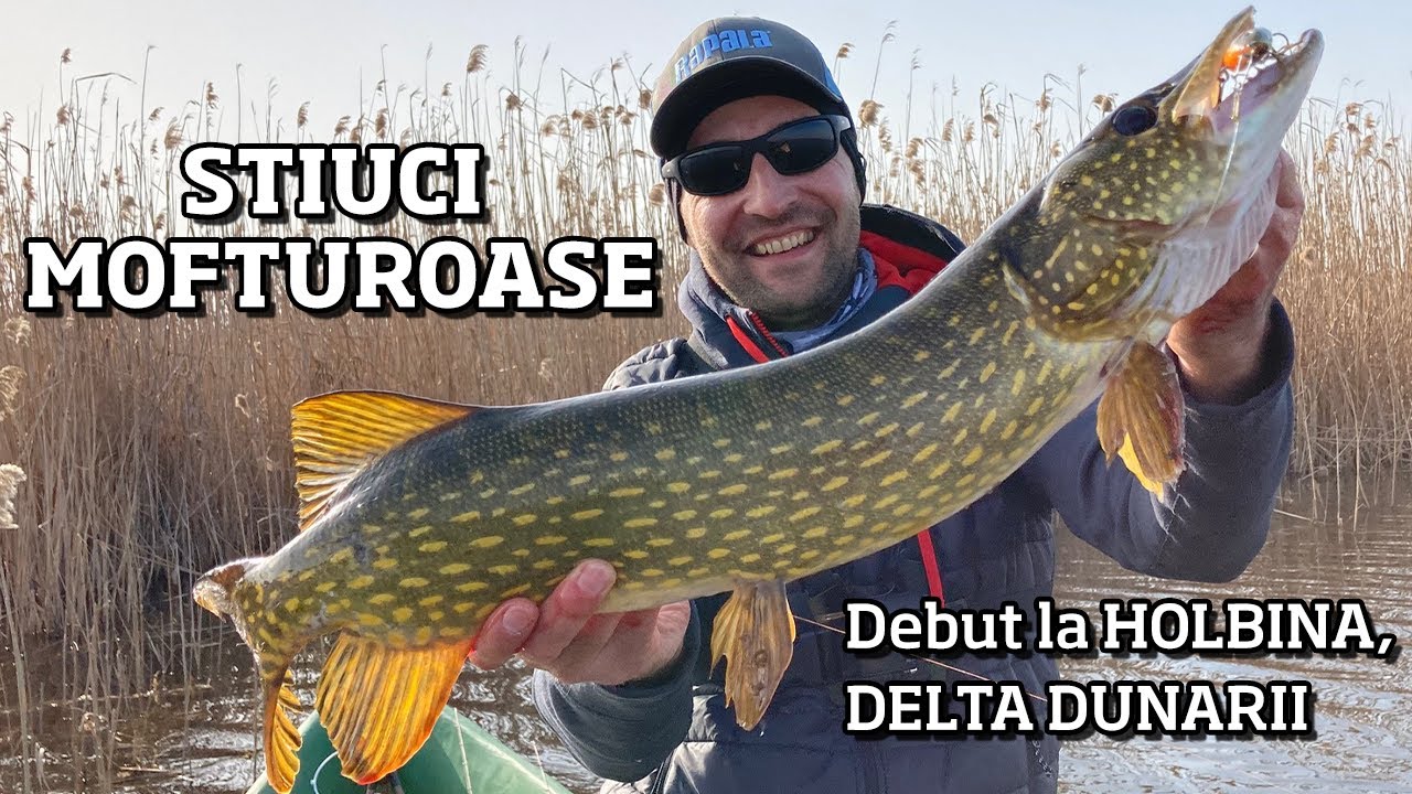STIUCI CAPRICIOASE, DEBUT la HOLBINA in DELTA DUNARII
