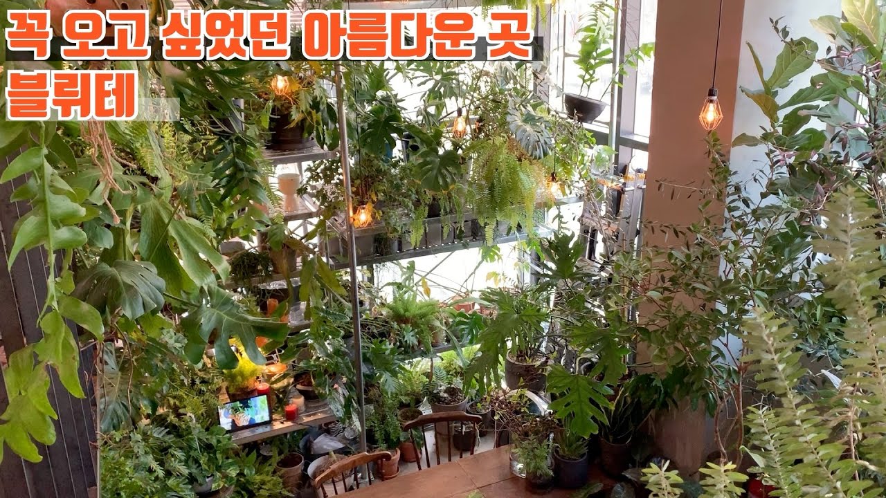 [식덕이 간다] 희귀식물이 가득한 식물 카페 도곡동 블뤼테 식물선반 구경해요.