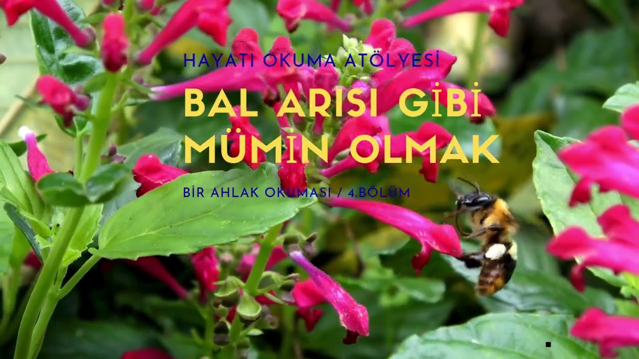 BAL ARISI GİBİ MÜMİN OLMAK