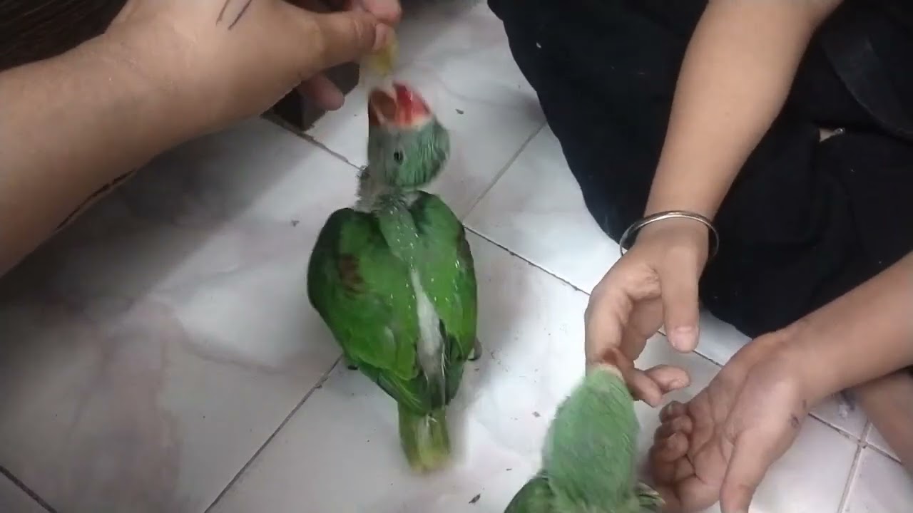 #1 manth Ke Hain donon parrot baby