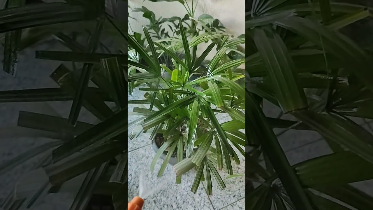 💦rega foliar em r&aacute;fia 💦 #rafia #plantas #vidananatureza  #cortella #shortviral