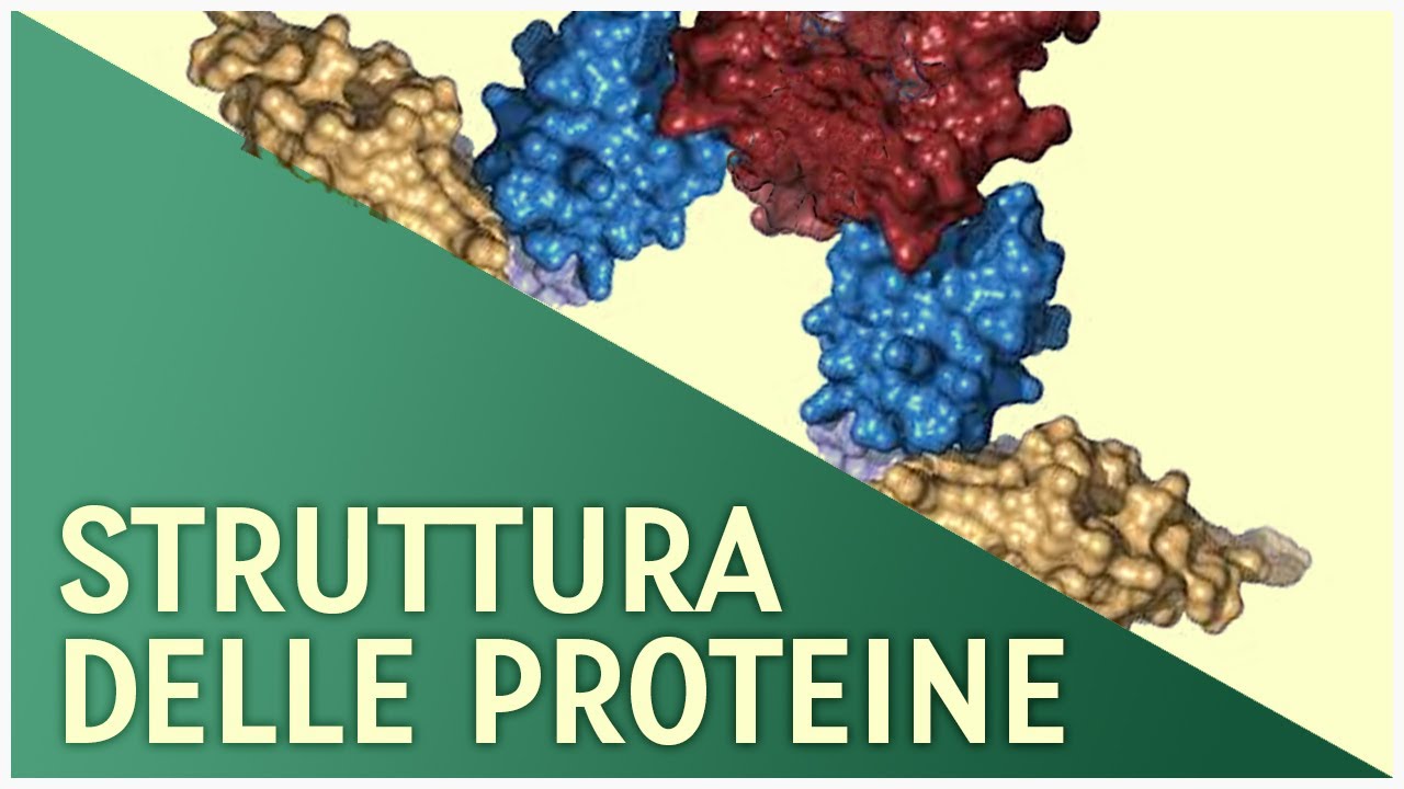 Struttura delle Proteine | Pillole di Scienza
