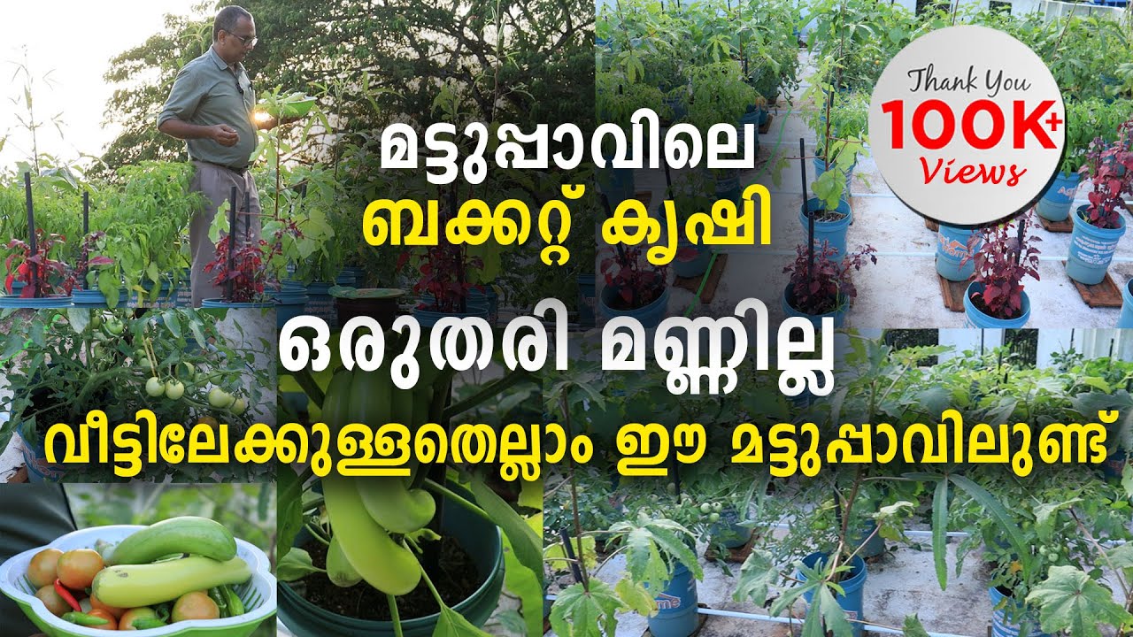 മട്ടുപ്പാവിലെ ബക്കറ്റ് കൃഷി | ഒരു തരി മണ്ണില്ല |  വീട്ടിലേക്കുള്ളതെല്ലാം ഈ മട്ടുപ്പാവിലുണ്ട്