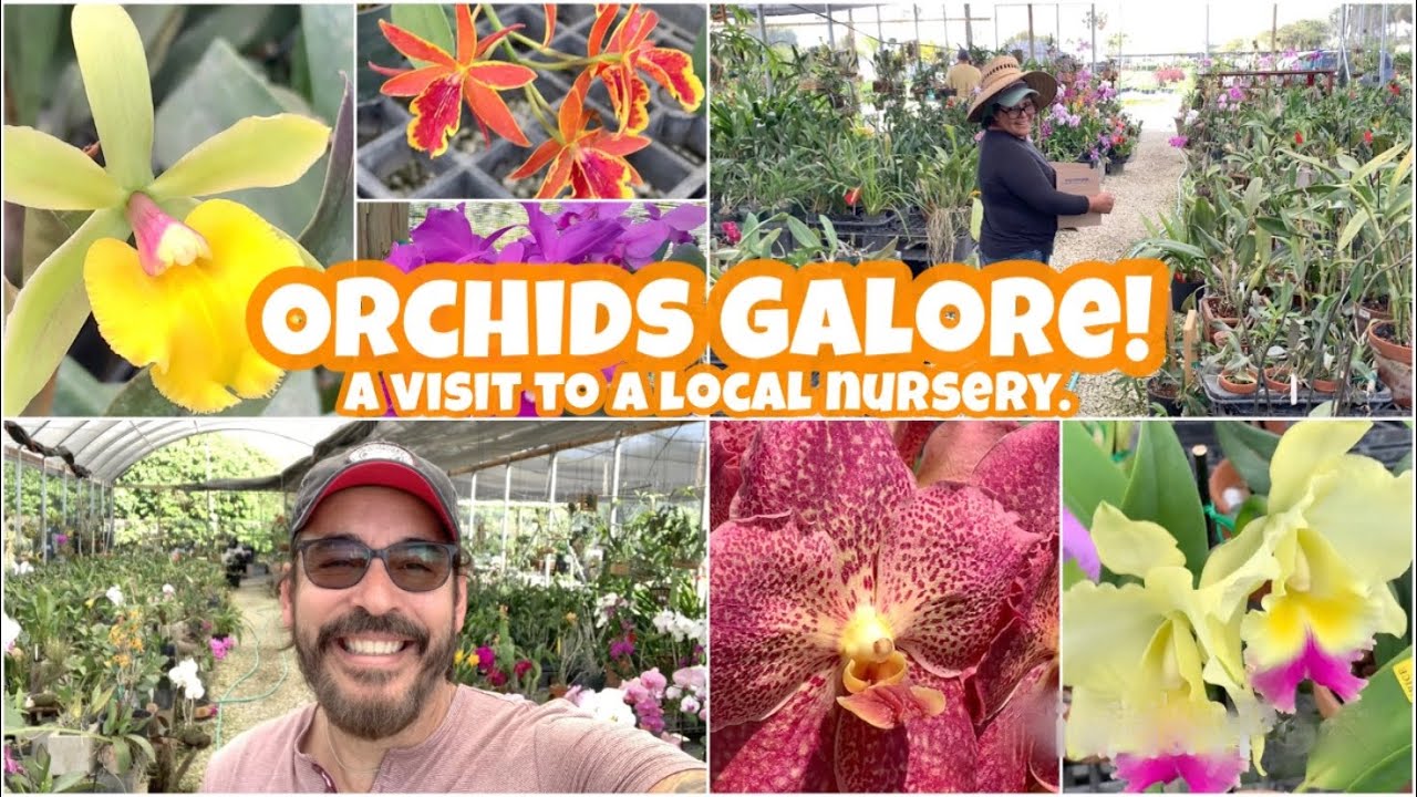 UNEXPECTED NURSERY VISIT! I found some amazing orchids at a local orchid and plant nursery. 3/3/2022