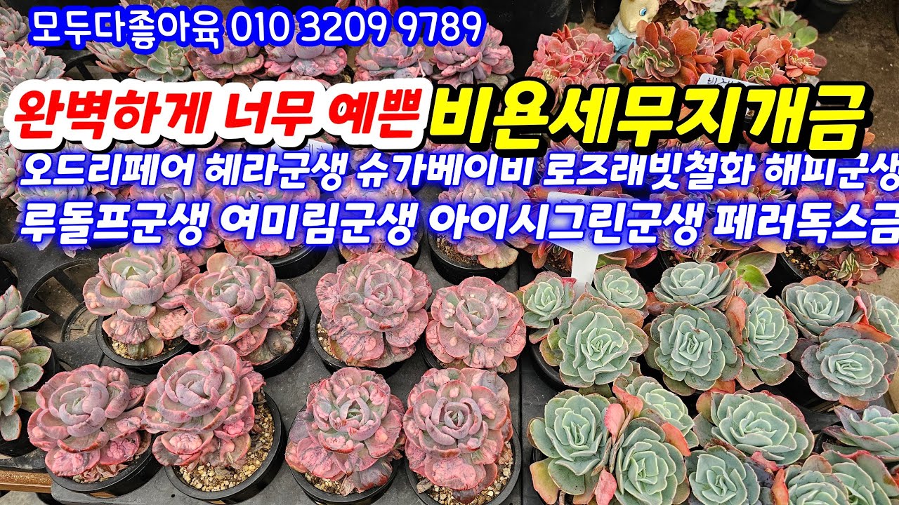 26.2.24 너무 완벽한 비욘세무지개금 오드리페어 헤라군생 슈가베이비 로즈래빗철화 해피군생 루돌프군생 아이시그린군생 #모두다좋아육 010 3209 9789 전국택배 유료광고포함 