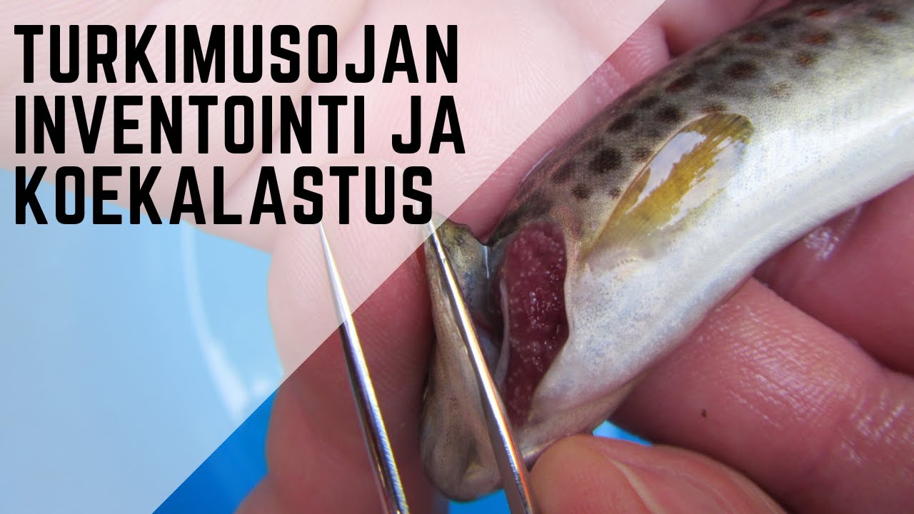 Turkimusojan inventointi ja sähkökoekalastukset 2015