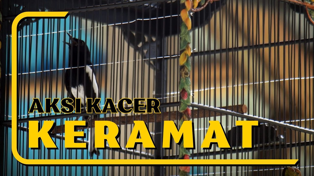 AKSI KACER KERAMAT JUARA 3 DI MEGA LATBER PERUBAHAN PEMANGKAT