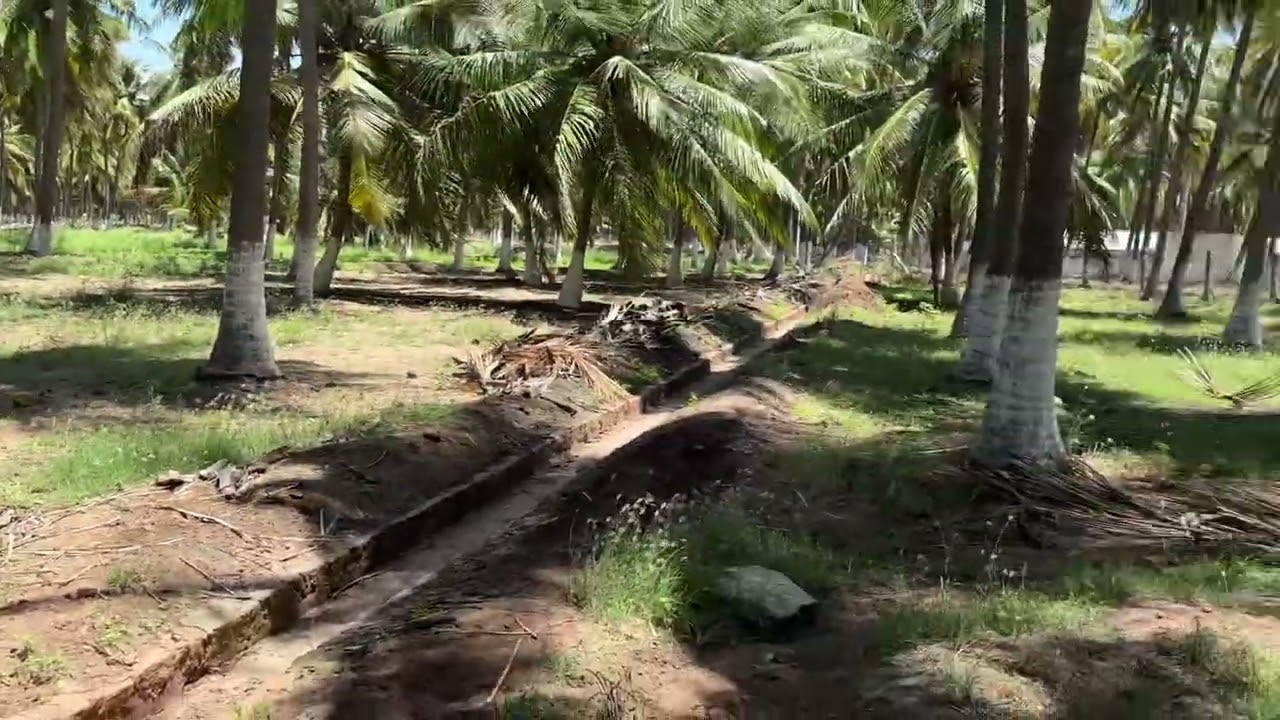 அடேங்கப்பா… இவளோ அருமையான தோப்பா🌴… தீராத தண்ணீர்👍|3.40 ஏக்கர் | Coimbatore low budget thoppu…