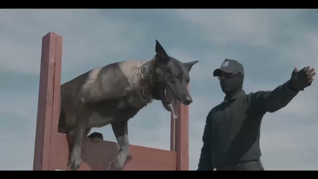 تدريبات كلاب (K9) في جهاز مكافحة الإرهاب.#سنبقى_منتصرين.