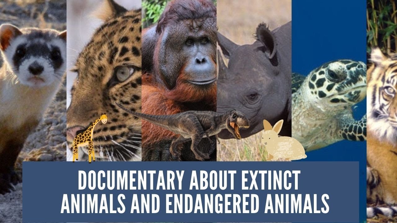 Meet Some of the World's Most Endangered Animals ( Endangered Species 2022 Documentary )
