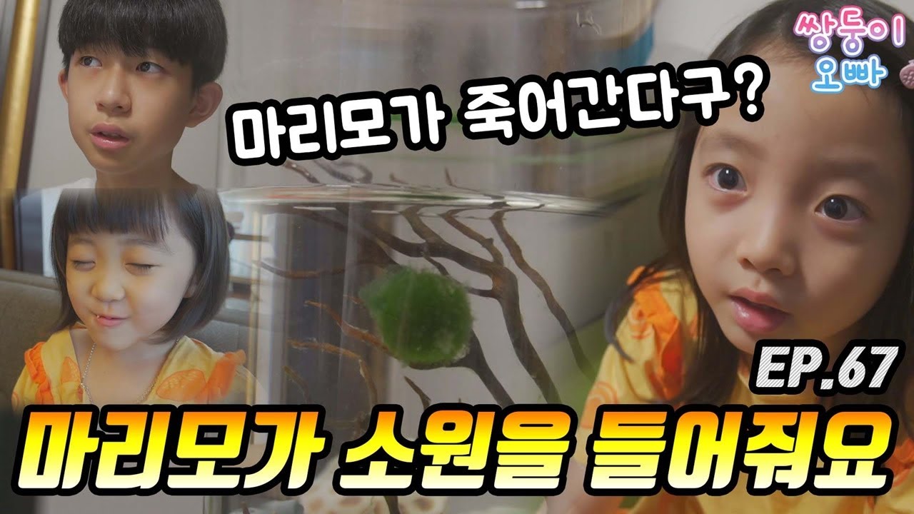 마리모가 소원을 들어준데요 (그런데, 마리모가 죽어가요 ㅠㅠ) [쌍둥이오빠 | 패밀리 시트콤] EP.67