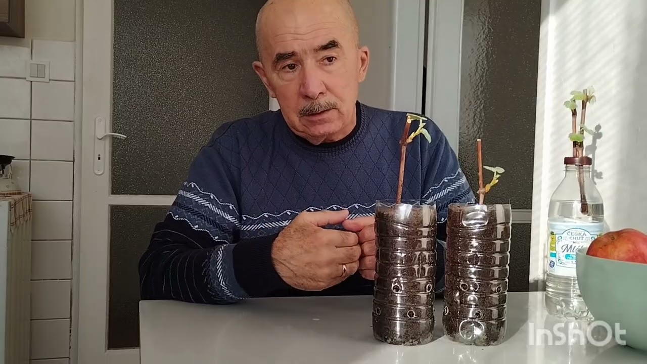 Як урожай винограду залежить від фотосинтезу
