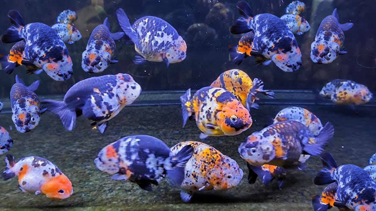 wow ! They're so high quality goldfish in the moment