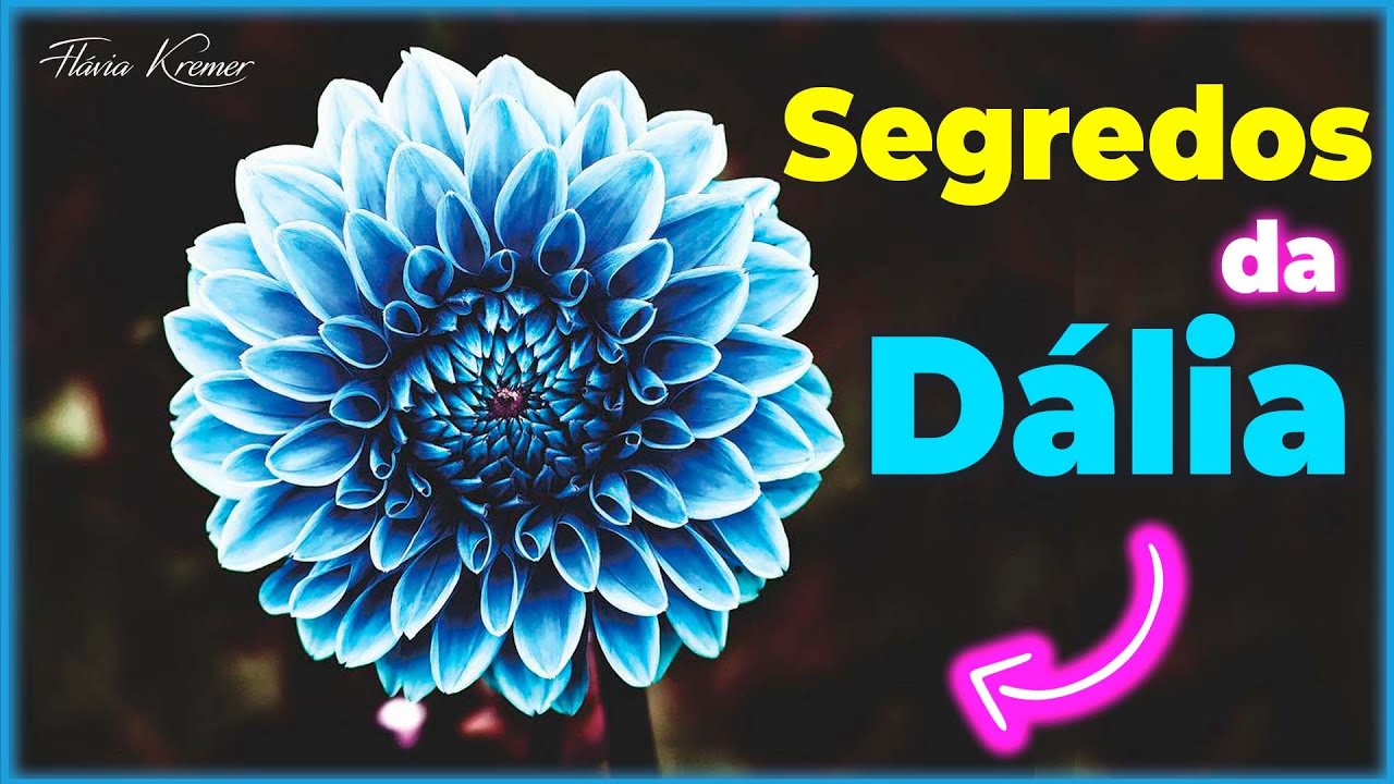 FLOR Dália Segredos de VÓ revelado |  Flávia Kremer