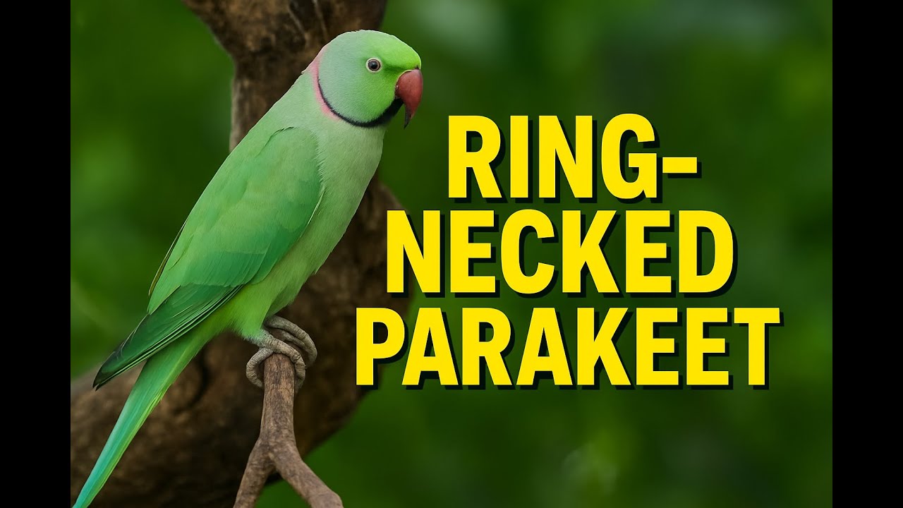 Indian Parrot | Rose-ringed Parakeet Documentary | Voice of India’s Skies