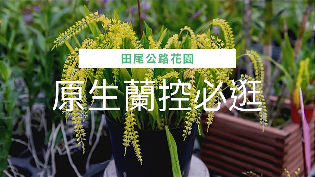 (原生蘭嘉年華)田尾公路花園中 蘭花原生蘭的盛地！原生蘭控必遊的盛地