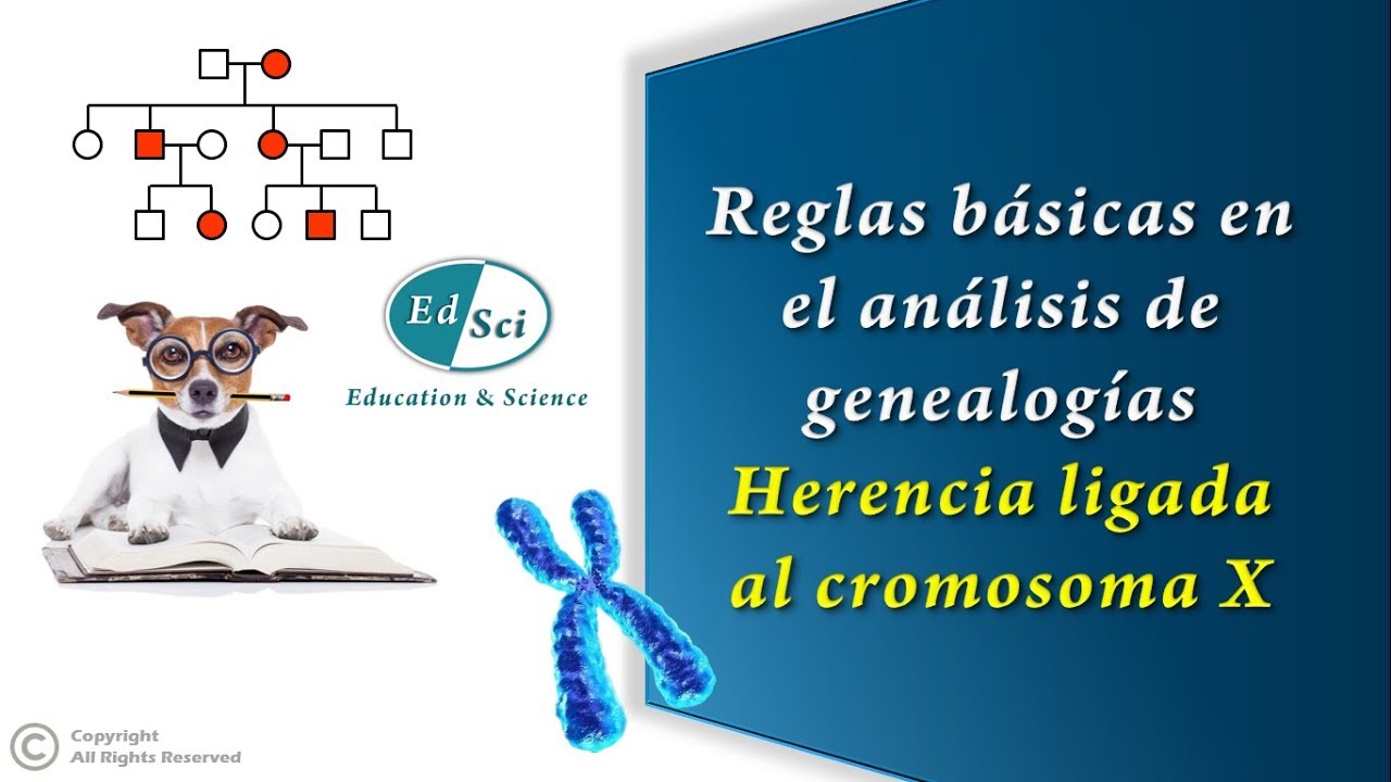 ✅ Reglas básicas en el análisis de genealogías - Herencia ligada al sexo (cromosoma ❌) 😃💡🔝