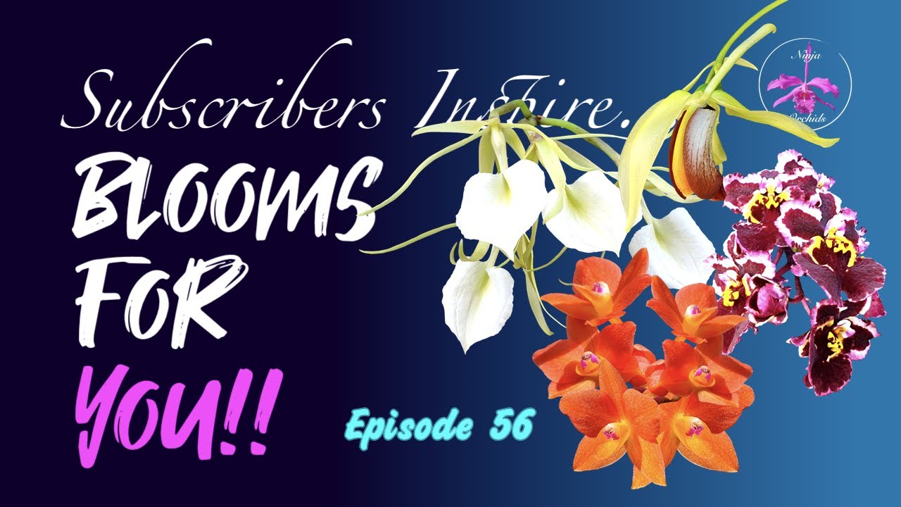 SUBSCRIBERS INSPIRE| You color my life | Blooms for YOU! Episode 56  🌸🌺🌼💐#Orchids #ninjaorchids