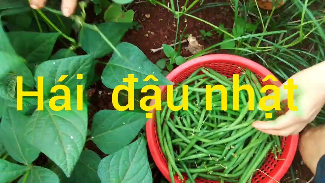 cuộc sống nhà nông 20